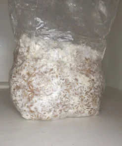 Colonized Grain Spawn