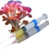 Premium Spores - Pink Oyster Mushroom Liquid Culture Syringe