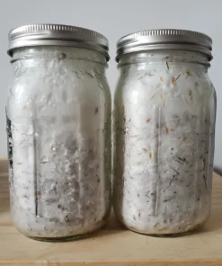 Blue Oyster grain spawn colonized with QUICKNESS.