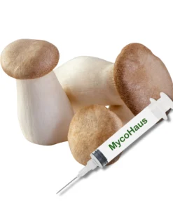 King Oyster Mushroom Liquid Culture | Pleurotus Eryngii