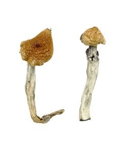 Aztec God Magic Mushrooms