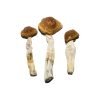 Brazilian Magic Mushrooms