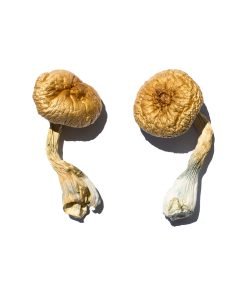 Cambodian Magic Mushrooms