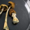Entheogen Explosion Magic Mushrooms