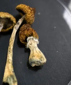 Entheogen Explosion Magic Mushrooms