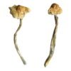 A+ Magic Mushrooms