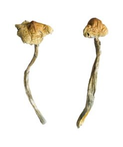 A+ Magic Mushrooms
