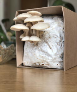 Oyster Mushroom, Pearl Oyster (Pleurotus ostreatus)