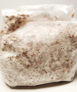 1 Quart of Grain Spawn (1lb.)