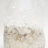 Inoculated Mushroom Spawn