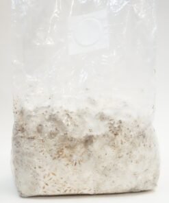 Inoculated Mushroom Spawn