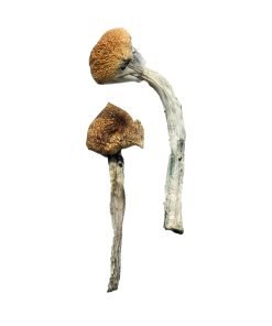 Jedi Mind Fuck Magic Mushrooms