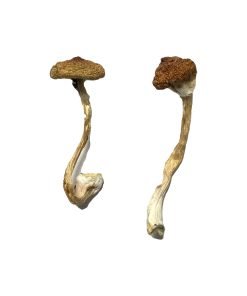 Koh Samui Super Strain Magic Mushrooms