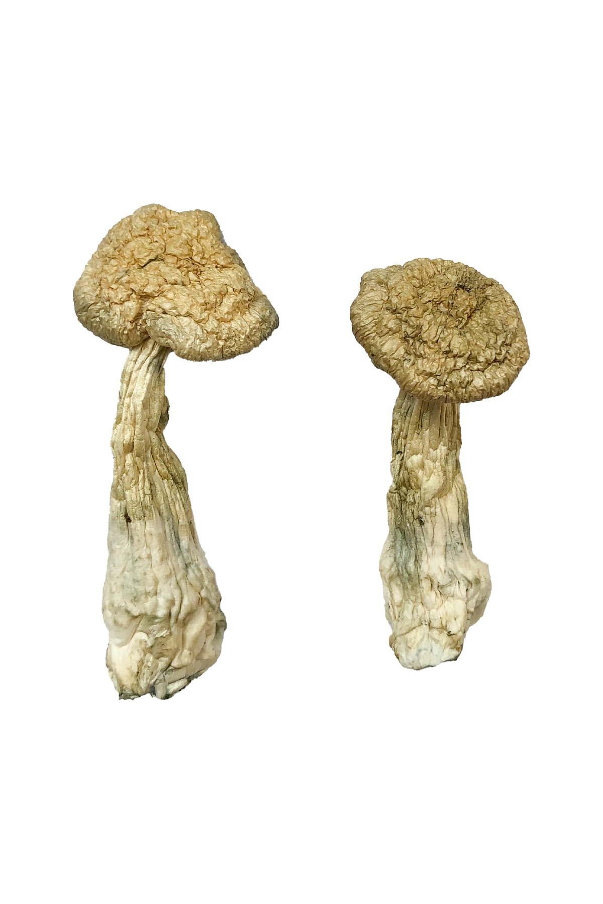 Leucistic-Burma-Magic-Mushrooms.jpg