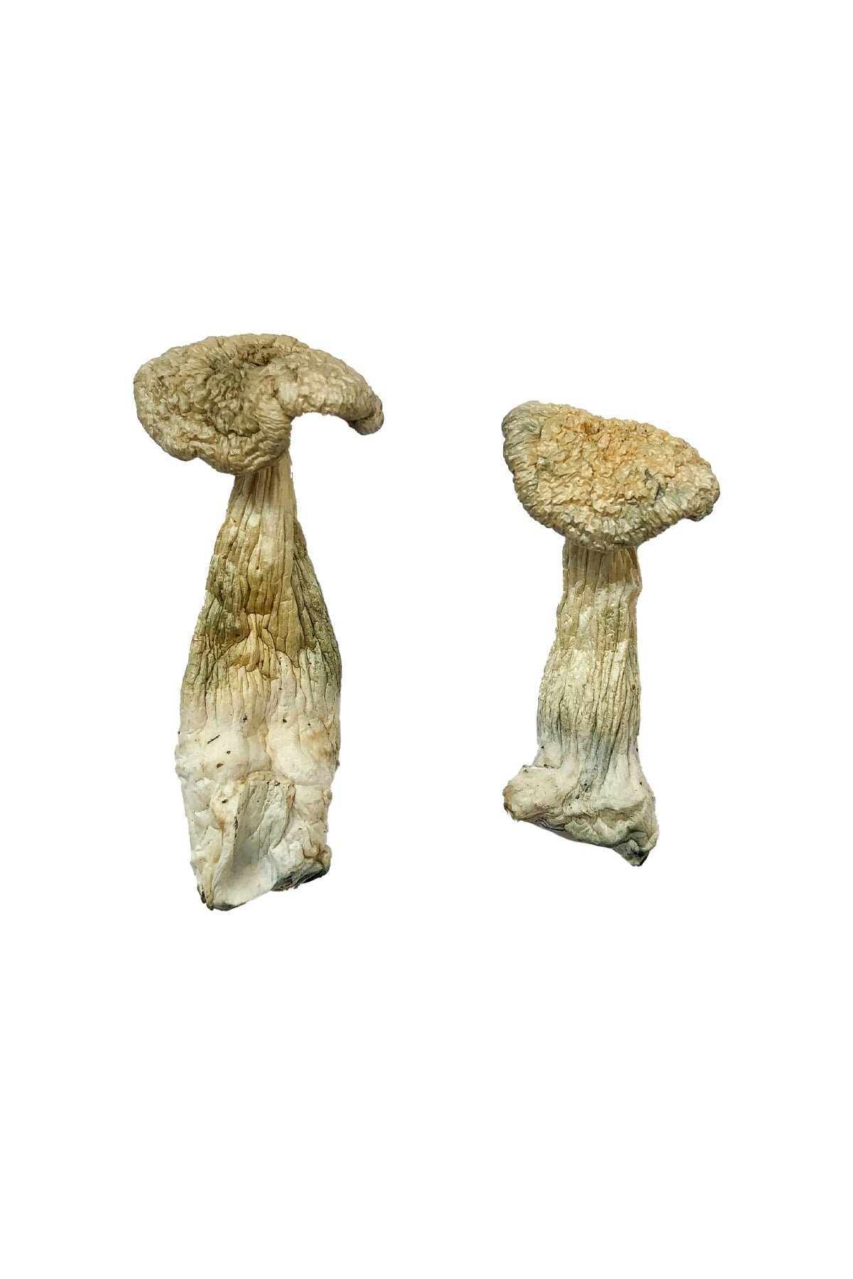 Leucistic-Burma-Shrooms.jpg