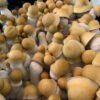 Buy Penis Envy “PE” Mushroom Spores