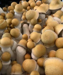 Buy Penis Envy “PE” Mushroom Spores