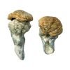 Mystery Fatass Magic Mushrooms
