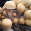 Buy Riptide Mushroom Spores