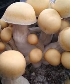 Buy Riptide Mushroom Spores
