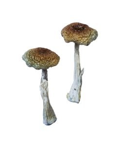 Psilocybe Aztecorum Magic Mushrooms