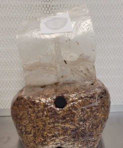 Buy Sterilized Grain Spawn