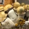 Buy Melmak Mushroom Spores