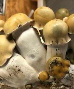 Buy Melmak Mushroom Spores