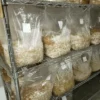 Grain Spawn For Sale