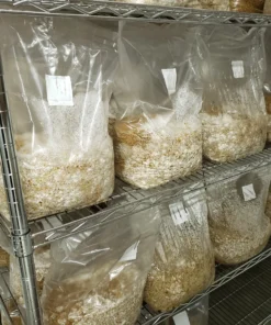 Grain Spawn For Sale