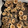 Buy Huautla Mushroom Spores Online