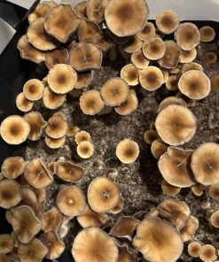 Buy Huautla Mushroom Spores Online