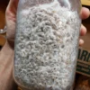 Buy Organic Grain spawn