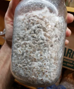 Buy Organic Grain spawn