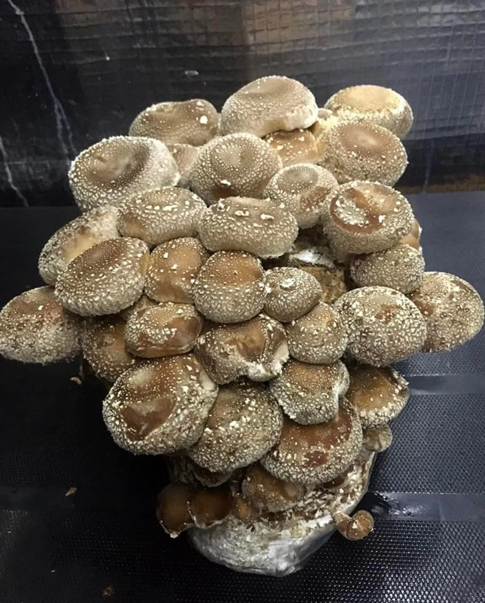 il_1588xN.4447904832_fd48