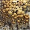 B+ Mushroom Spores