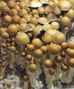 B+ Mushroom Spores