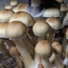 Pe6 Mushroom Spores For Sale