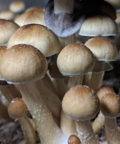 Pe6 Mushroom Spores For Sale