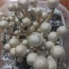 Buy AA+ Mushroom Spores Online