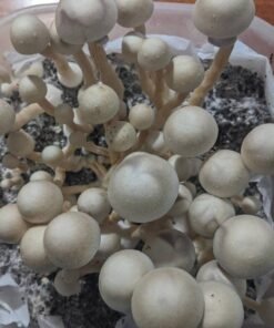 Buy AA+ Mushroom Spores Online
