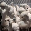 Buy Albino Most Valued Producer “AMVP” Mushroom Spores