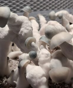 Buy Albino Most Valued Producer “AMVP” Mushroom Spores