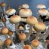 Buy Blue Meanie Mushroom Spores