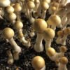 Buy Colombian Rust Spore Mushroom Spores