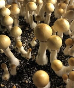 Buy Colombian Rust Spore Mushroom Spores