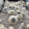 Buy Ghost Mushroom Spores
