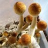 Hawaiian Mushroom Spores