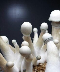 Buy Long Albino Penis Envy “LAPE” Mushroom Spores