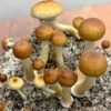 Buy Mexicana Mushroom Spores